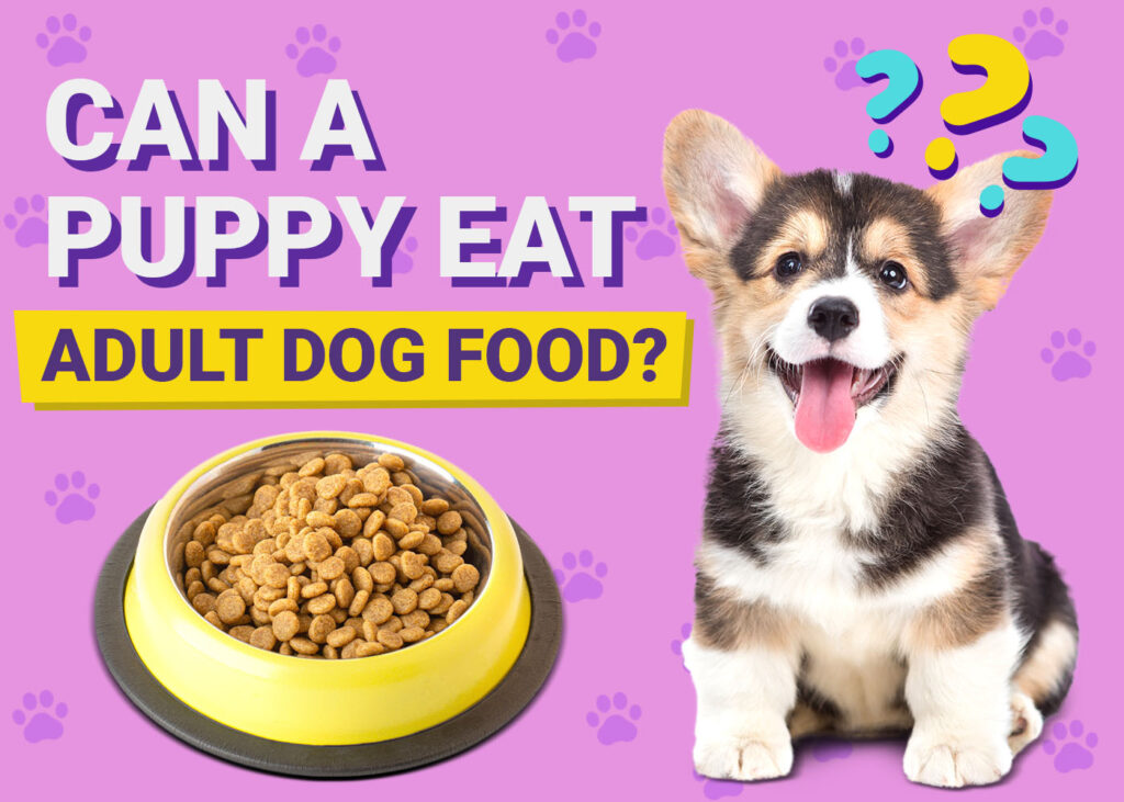 can adult dogs eat puppy food​